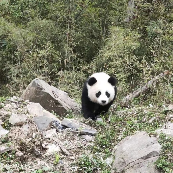 “熊猫大道畅行无阻，美好旅途尽在眼前”