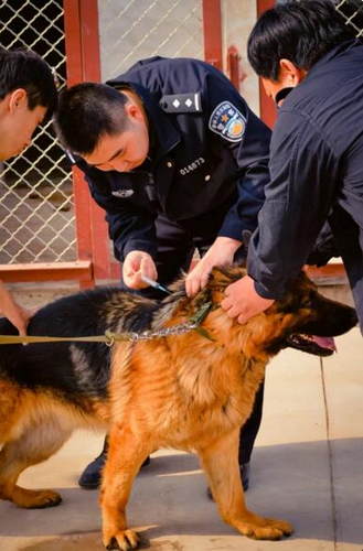 警界芳华再续：警花与警犬2最新动态揭晓